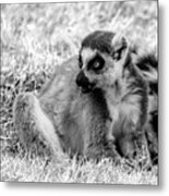 Ring Tailed Lemur #2 Metal Print