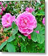 Rose Love Metal Print