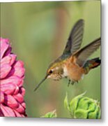 Rufous Hummingbird #2 Metal Print