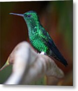 Steely-vented Hummingbird Quindio Colombia #2 Metal Print
