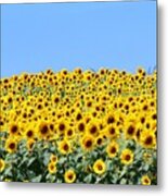 Sunflower #2 Metal Print