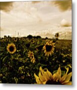 Sunflowers #2 Metal Print