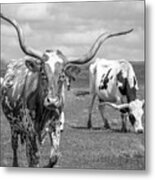 Texas Longhorns #2 Metal Print