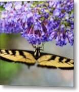 Tiger Swallowtail Feeding On Flower Metal Print
