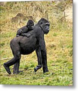 Western Gorilla And Young #2 Metal Print