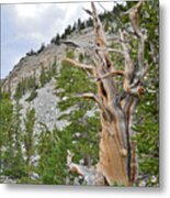 Wheeler Peak Basin Bristlecone #2 Metal Print