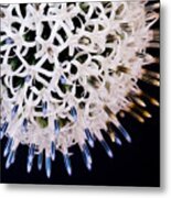 White Alium Onion Flower #2 Metal Print