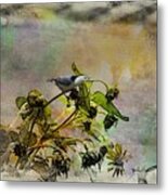 White Breasted Nuthatch #2 Metal Print