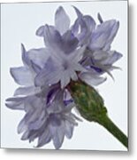 White With Blue Cornflower #2 Metal Print