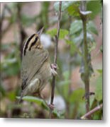 Worm Eating Warbler #3 Metal Print