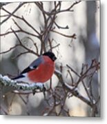 Eurasian Bullfinch #23 Metal Print