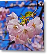 2015 Early Spring Cherry Blossoms 2 Metal Print