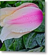 2015 Spring At Olbrich Gardens Lily Tulip In The Rain Metal Print