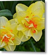 2015 Spring At The Gardens Tango Daffodil Metal Print