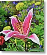 2015 Summer At The Garden Late August Event Garden Last Lily Metal Print