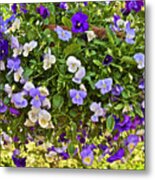 2015 Summer's Eve At The Garden Pansy Basket Metal Print