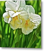 2016 Early May Daffodil Portrait Metal Print