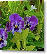 2016  Early May Pansies 1 Metal Print