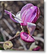 2016 Early Spring Loebner Magnolia 2 Metal Print