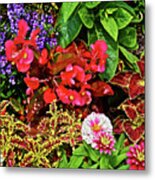2017 Mid July At The Gardens Begonia And Coleus Metal Print