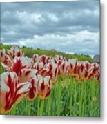 2017 Wicked Awesome Tulips Metal Print