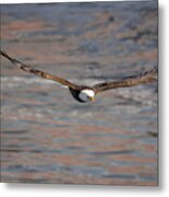 Bald Eagle #21 Metal Print