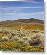 Antelope Valley Poppy Reserve #24 Metal Print