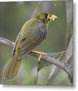 Bellbird #25 Metal Print