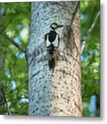 Great Spotted Woodpecker #29 Metal Print