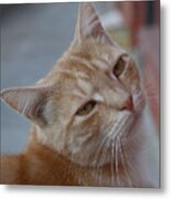 Cat #27 Metal Print