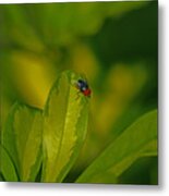 29- The Fly Metal Print