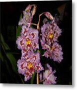 Cattleya Style Orchids #3 Metal Print