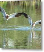 American Avocets #5 Metal Print