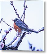 American Robin Perched On Blooming Peach Tree In Spring Snow #3 Metal Print