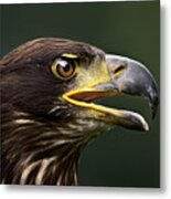 Bald Eagle #3 Metal Print