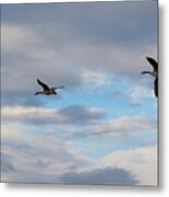 Canada Geese  #3 Metal Print