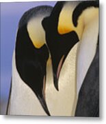 Emperor Penguin Aptenodytes Forsteri #3 Metal Print