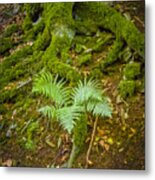 Fern #3 Metal Print