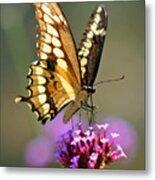 Giant Swallowtail Butterfly #4 Metal Print