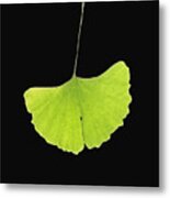 Ginkgo Leaf #3 Metal Print