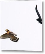 Hawk Flying #3 Metal Print