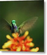 Hummingbird #3 Metal Print