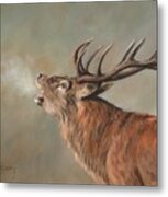 Red Deer Stag #3 Metal Print