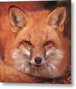 Red Fox  #3 Metal Print