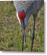 3- Sandhill Crane Metal Print