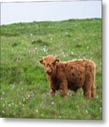 Scotland #3 Metal Print