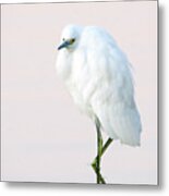 Snowy Egret #81 Metal Print