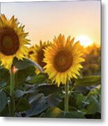 Sunflower Sunset #3 Metal Print