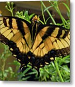 Tiger Swallowtail #3 Metal Print