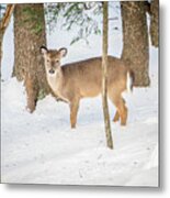 White Tailed Deer Seeking Food In Snow #3 Metal Print